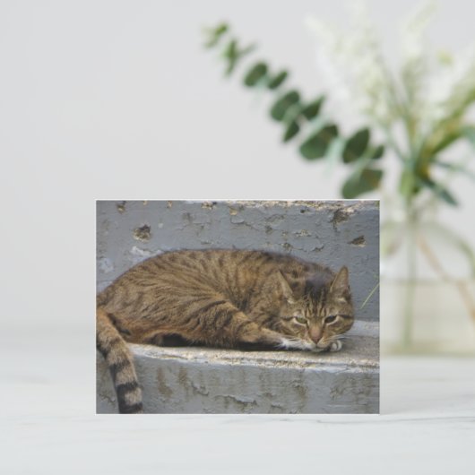 Relaxing Cat Briefkaart (Staand voorkant)