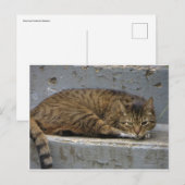 Relaxing Cat Briefkaart (Voorkant / Achterkant)