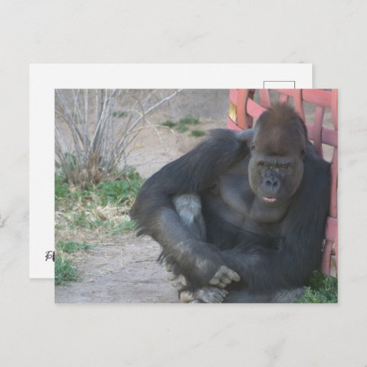 Relaxing Gorilla Briefkaart (Voorkant / Achterkant)