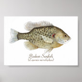 Relieve Sunfish Art Poster (Voorkant)