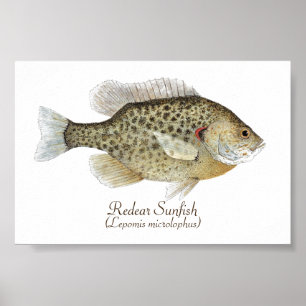 Relieve Sunfish Art Poster