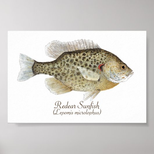Relieve Sunfish Art Poster (Voorkant)
