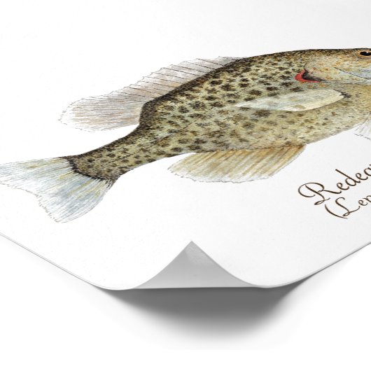 Relieve Sunfish Art Poster (Hoek)