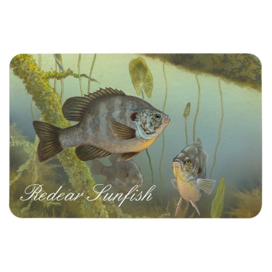 Relieve Sunfish Painting Magnet Magneet (Horizontaal)