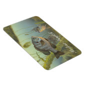 Relieve Sunfish Painting Magnet Magneet (Rechterzijde)