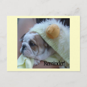 Reminder Postcards English Bulldog Puppy Briefkaart