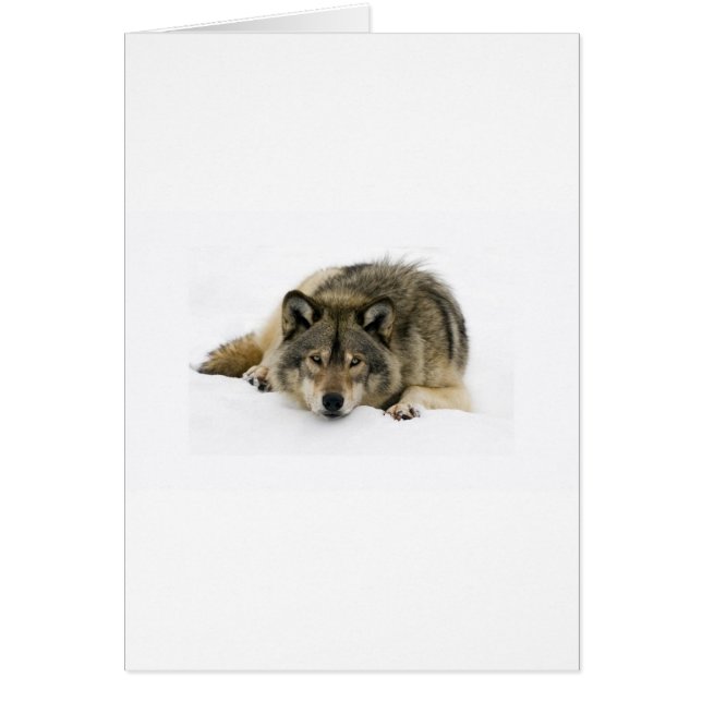 Ren met de Wolf (Voorkant)