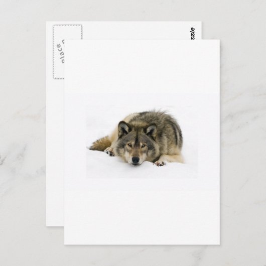 Ren met de Wolf Briefkaart (Voorkant / Achterkant)