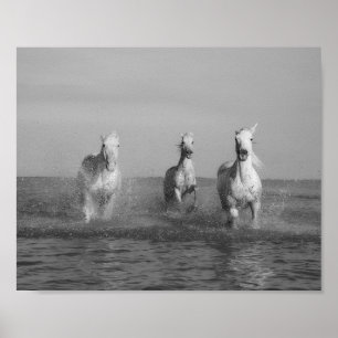 Ren, witte paarden, oceaan, mooie kunstfotografie poster