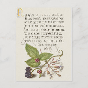Renaissance Blackberry Fruit Kalligrafie Briefkaart