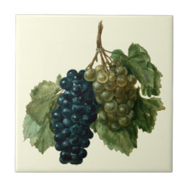Renaissance Era Grapes van Jacques le Moyne Tegeltje