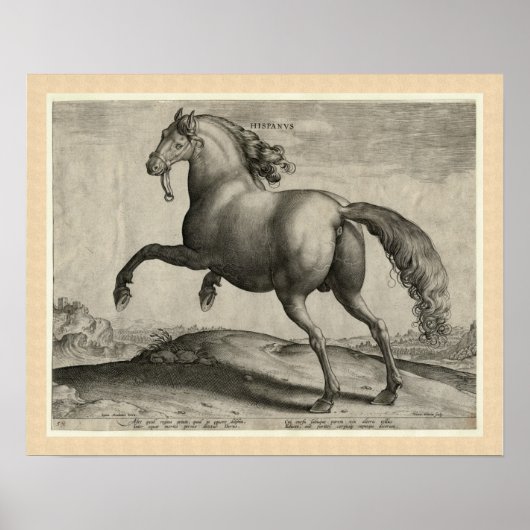 Renaissance Stallion Spanish Horse by Stradanus Poster (Voorkant)