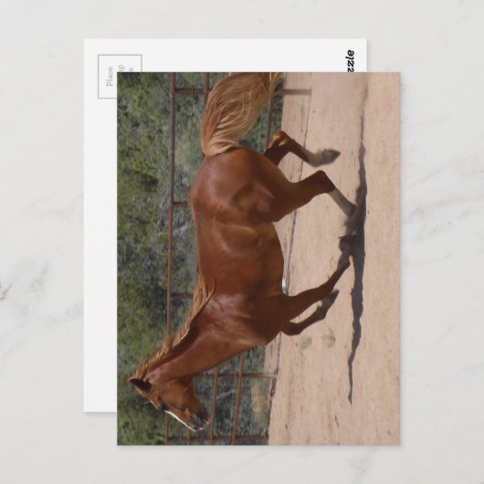 Rendend paard. briefkaart (Voorkant / Achterkant)