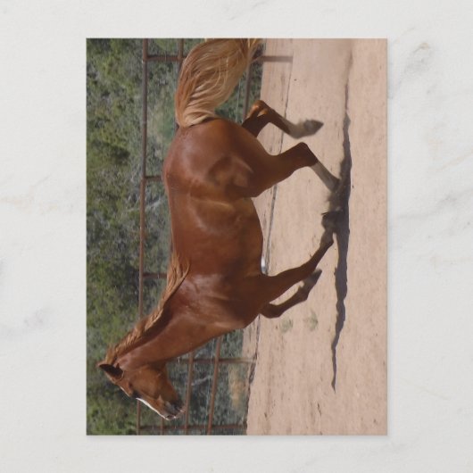 Rendend paard. briefkaart (Voorkant)