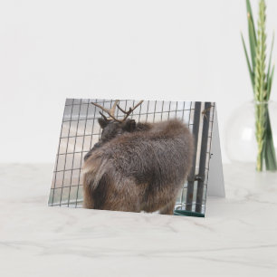 Rendier achter Grappige Kerstmis Feestdagen Kaart
