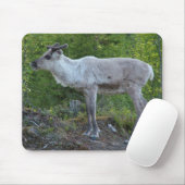 rendier in Lapland mousepad Muismat (Met muis)