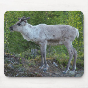 rendier in Lapland mousepad Muismat