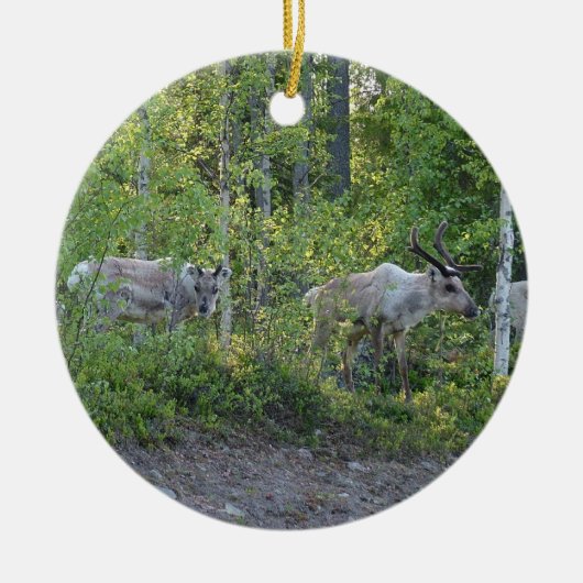 rendier in Lapland ornament (Voorkant)