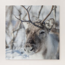 Rendier Natuur Foto