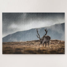 Rendier Natuur Foto