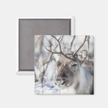 Rendier Natuur Foto