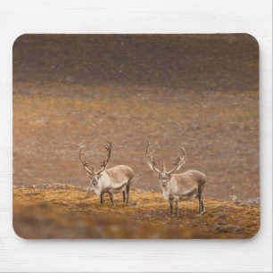 Rendier Natuur Foto Muismat