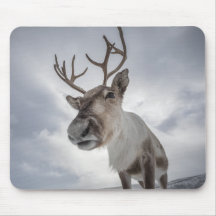 Rendier Natuur Foto
