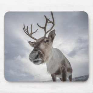 Rendier Natuur Foto Muismat