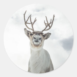 Rendier Natuur Foto Ronde Sticker