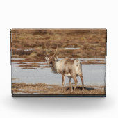 Rendier Noorwegen Fotoblokken (Voorkant)