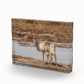 Rendier Noorwegen Fotoblokken (Rechts)