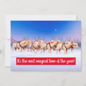 Rendier Varkens Kaart (Voorkant)