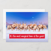 Rendier Varkens Kaart (Voorkant / Achterkant)