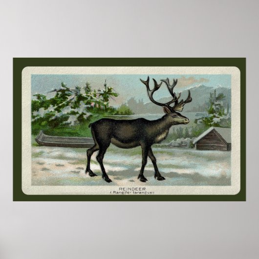  rendierafdrukken poster (Voorkant)