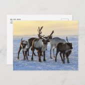 rendierbeslag in de sneeuw briefkaart (Voorkant / Achterkant)