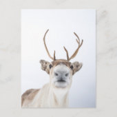 rendieren briefkaart (Voorkant)