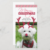 Rendieren gewei en rode neus huisdier kerst! feestdagenkaart (Voorkant / Achterkant)