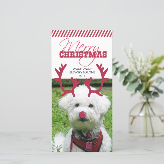 Rendieren gewei en rode neus huisdier kerst! feestdagenkaart (Staand voorkant)