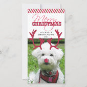 Rendieren gewei en rode neus huisdier kerst! feestdagenkaart (Voorkant)