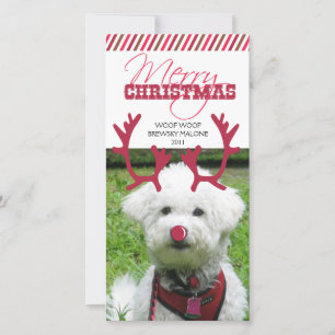 Rendieren gewei en rode neus huisdier kerst! feestdagenkaart