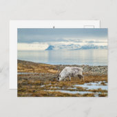 rendieren in het schilderachtig noordpoolgebied briefkaart (Voorkant / Achterkant)