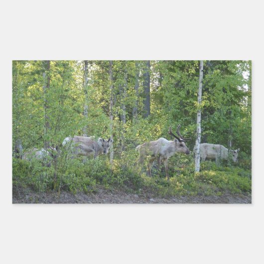 rendieren in Lapland stickers (Voorkant)