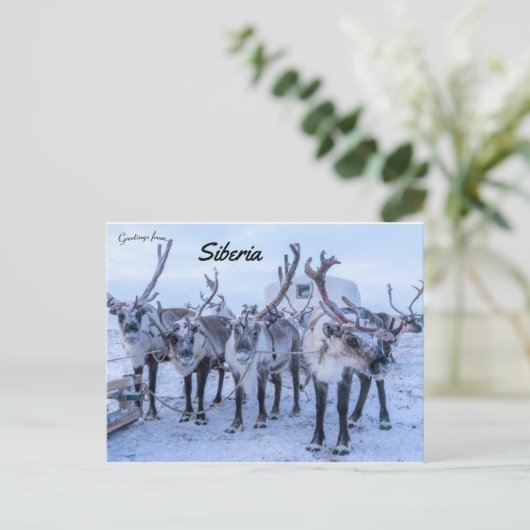 Rendieren in Siberië Briefkaart (Staand voorkant)