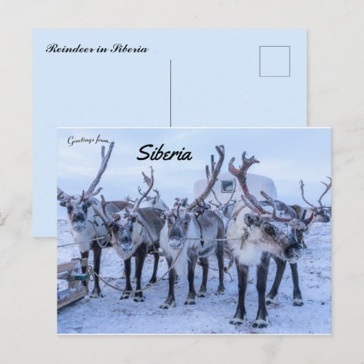 Rendieren in Siberië Briefkaart (Voorkant / Achterkant)