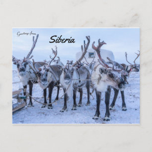 Rendieren in Siberië Briefkaart