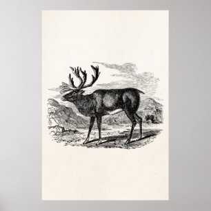  rendiergepersonaliseerde deer-illustratie poster