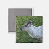 rendiertje in Lapland magnet (Voorkant / Achterkant)