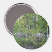rendiertje in Lapland magnet (Voorkant / Achterkant)