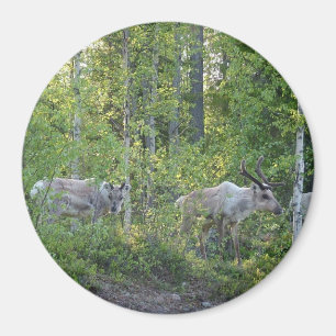 rendiertje in Lapland magnet