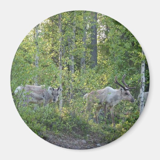 rendiertje in Lapland magnet (Voorkant)